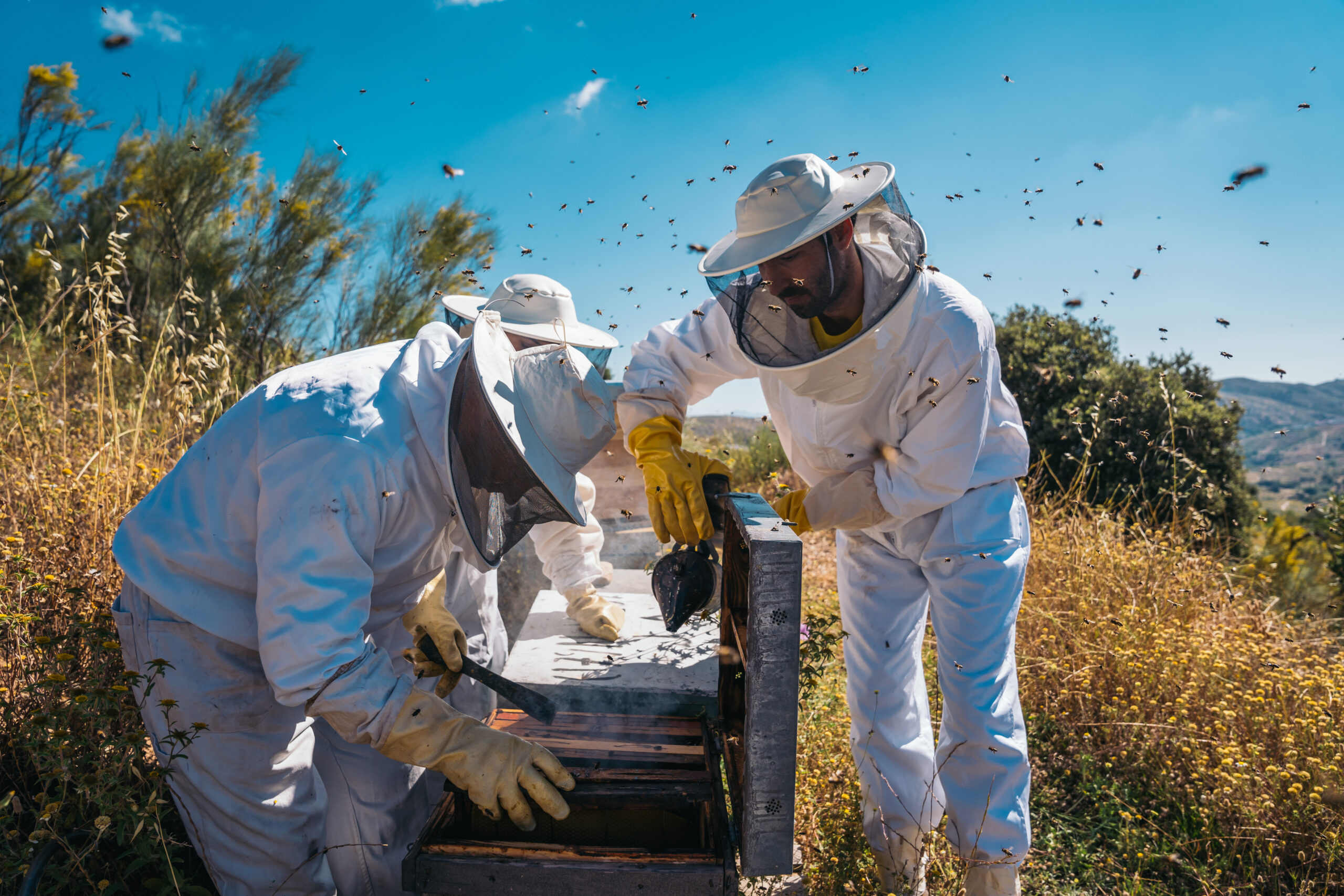 Beekeepers working to collect honey. Organic and healthy beekeeping concept.